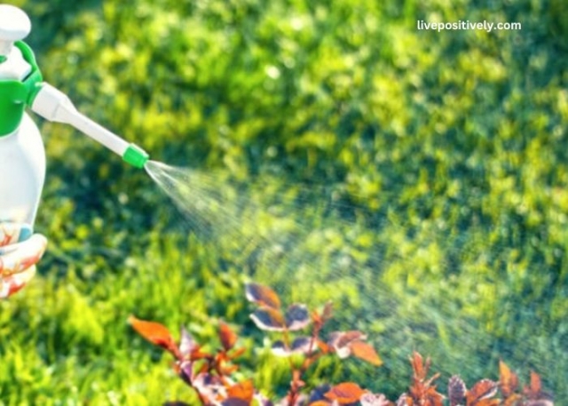 Which Method of Pest Control is Safest for the Environment?