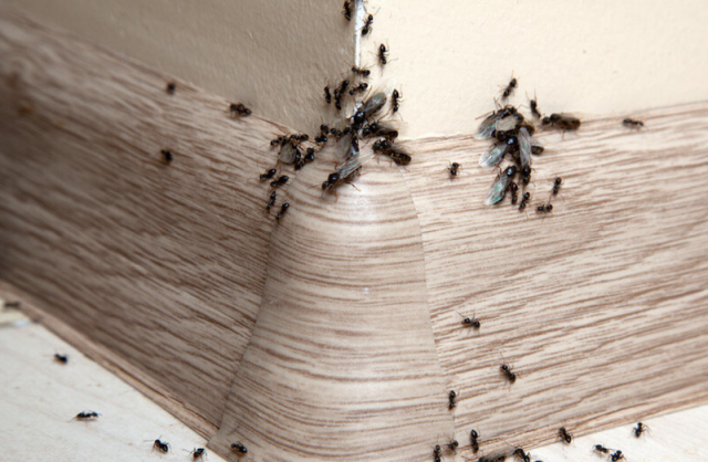 10 Signs You Might Have a Hidden Pest Problem