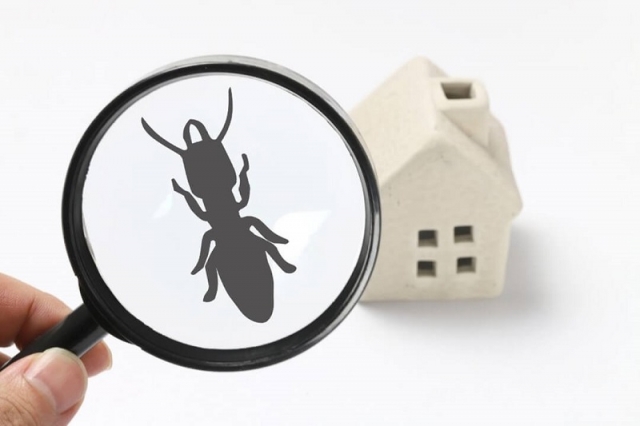 How to Identify Common Household Pests and Their Risks
