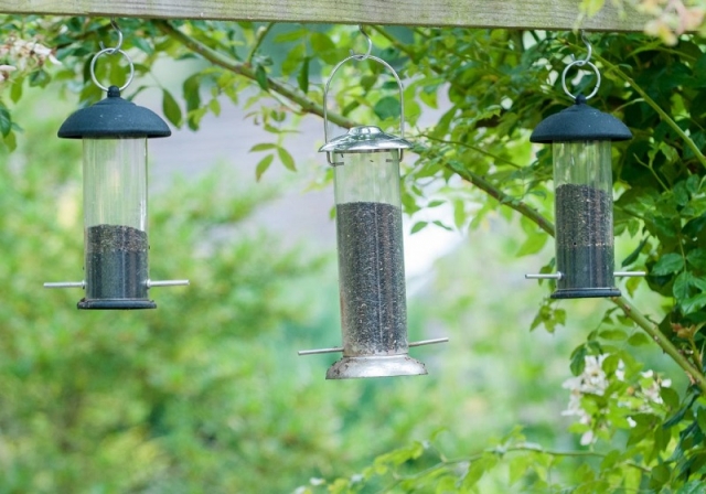 Why Birds Stop Visiting Your Feeder (And How to Fix It)