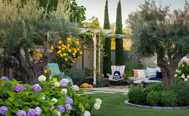 Wilson Olive Trees for a Relaxing Family Backyard