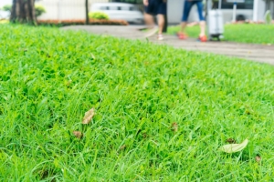 The Eco-Friendly Way to Repair and Renew Your Lawn The Eco-Friendly Way to Repair and Renew Your Lawn