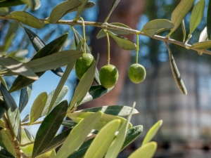 benefits of olive leaf extract benefits of olive leaf extract