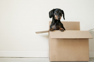 Stress-Free Moving Tips Stress-Free Moving Tips