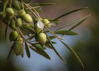 Olive leaf extract is a panacea for the body Olive leaf extract is a panacea for the body